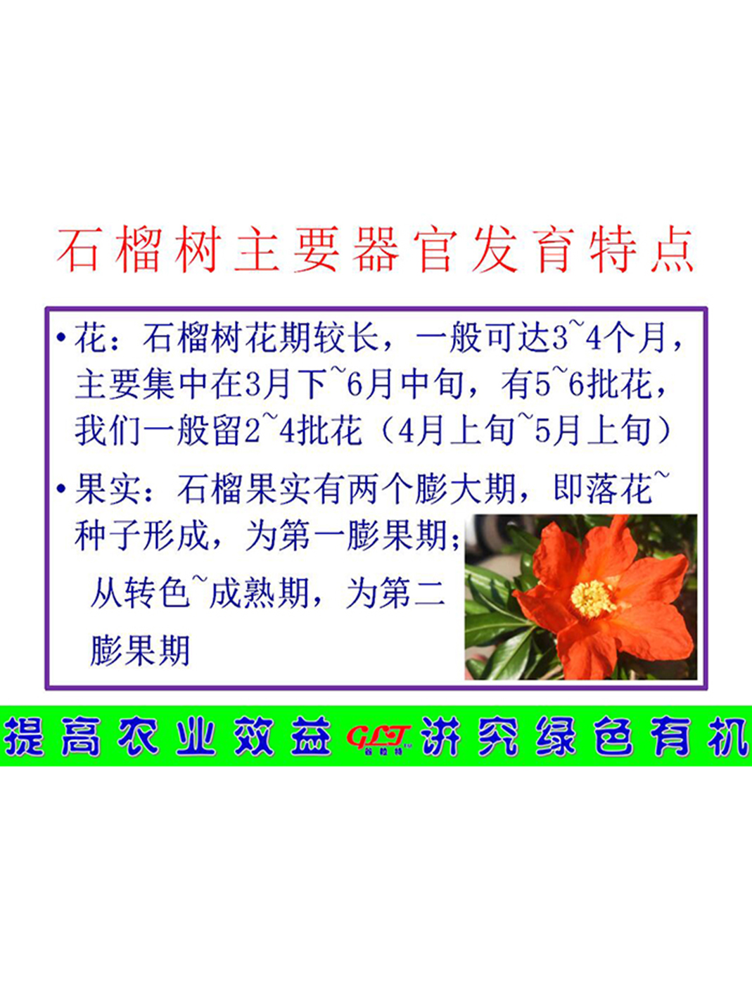 石榴樹(shù)主要器官發(fā)育特點(diǎn)