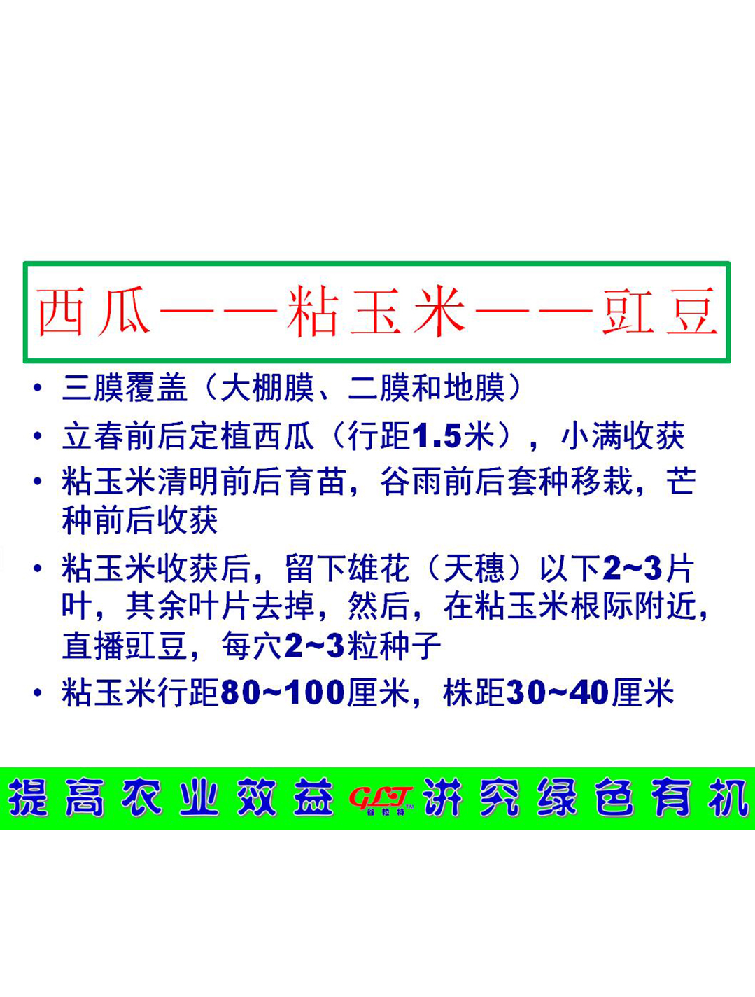 西瓜——粘玉米——豇豆