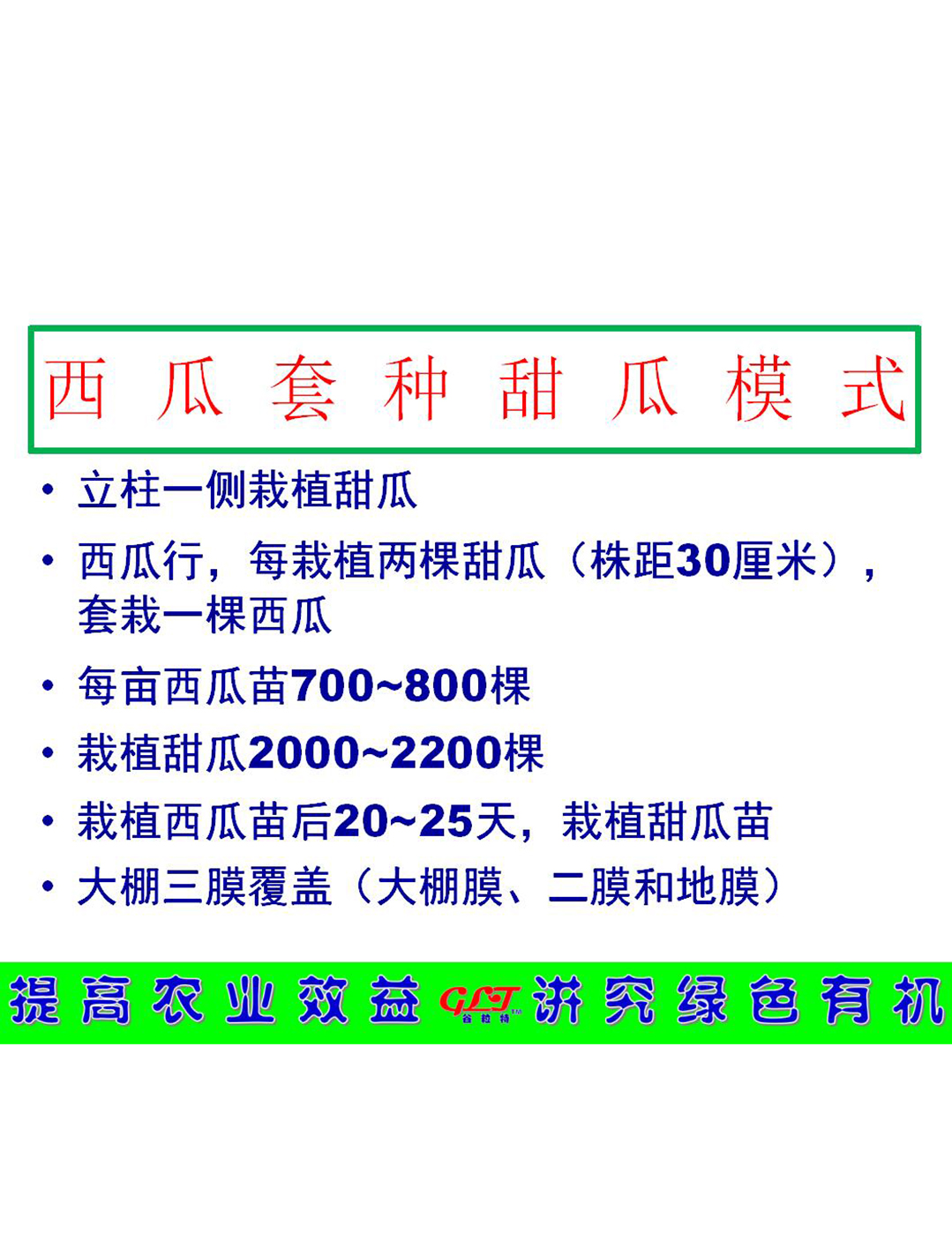 西瓜套種甜瓜模式