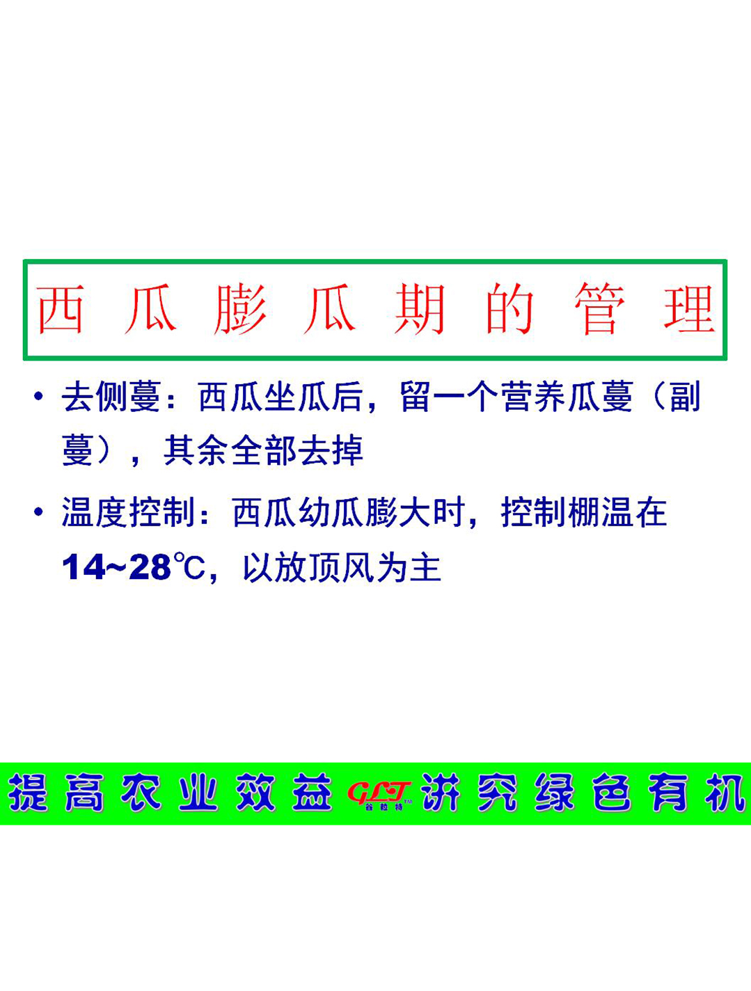 西瓜膨瓜期的管理