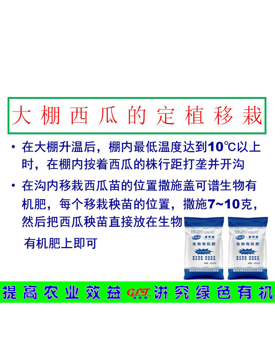 大棚西瓜的定期移栽