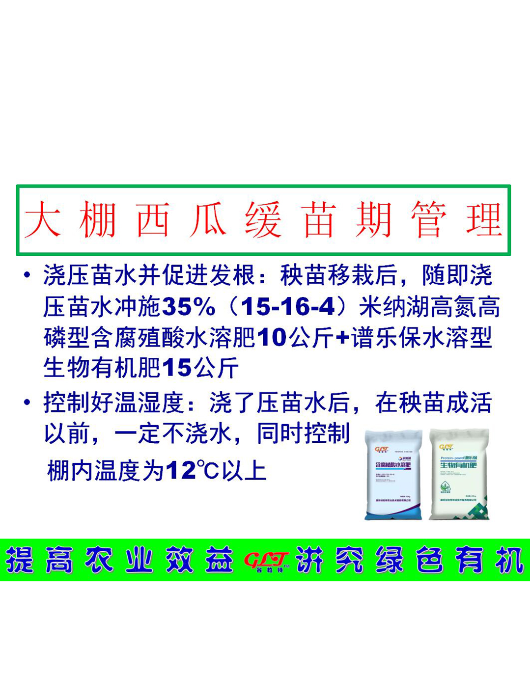 大棚西瓜緩苗期管理