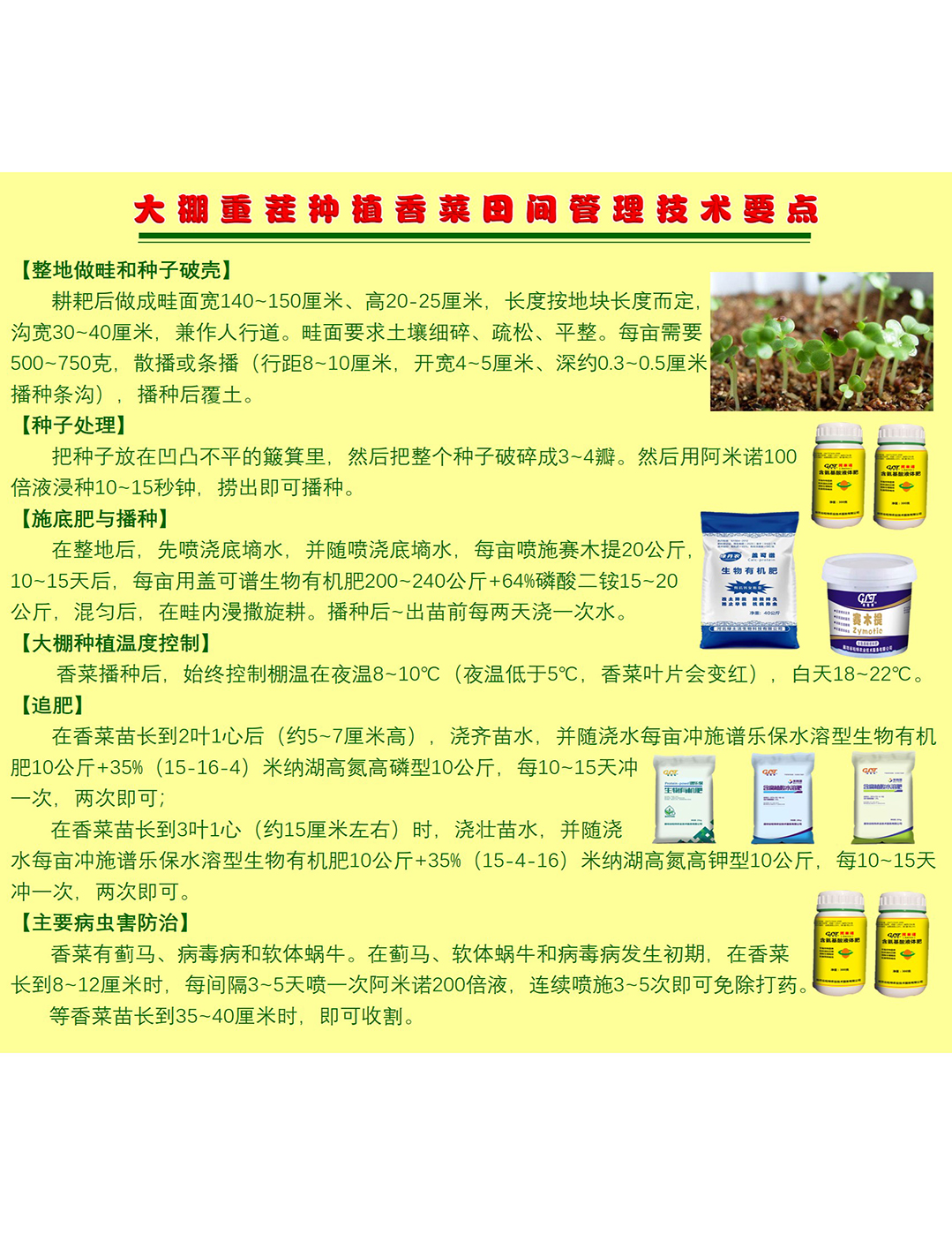 大棚重茬種植香菜田間管理技術(shù)要點(diǎn)